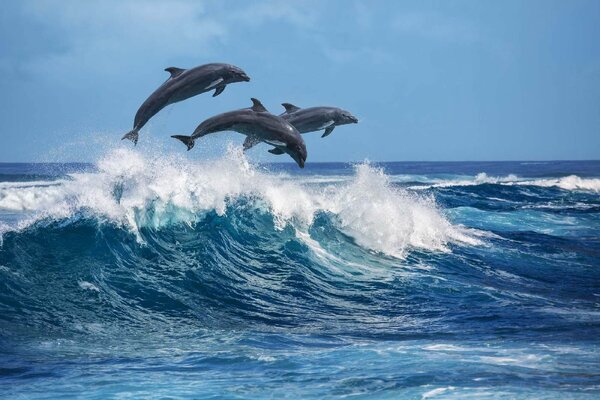 DIMEX | Vliesová fototapeta Tři delfíni MS-5-0522 | 375 x 250 cm| modrá, šedá
