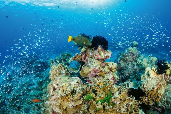 DIMEX | Vliesová fototapeta Korálový útes MS-5-0533 | 375 x 250 cm| zelená, modrá, béžová