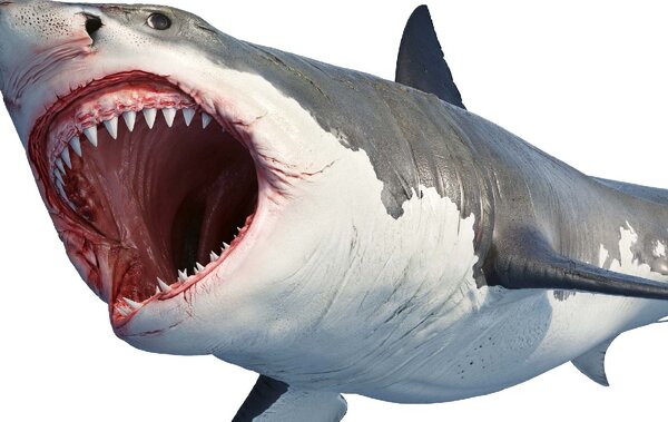 DIMEX | Vliesová fototapeta Žralok bílý MS-5-0535 | 375 x 250 cm| červená, bílá, šedá