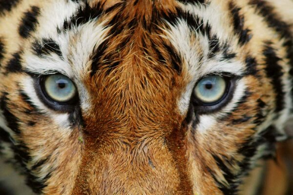 DIMEX | Vliesová fototapeta Tygří pohled MS-5-0539 | 375 x 250 cm| bílá, černá, oranžová, hnědá