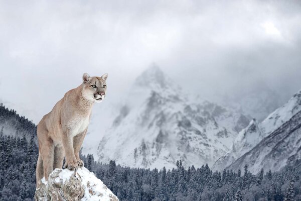 DIMEX | Vliesová fototapeta Puma v horách MS-5-0621 | 375 x 250 cm| modrá, bílá, béžová, šedá