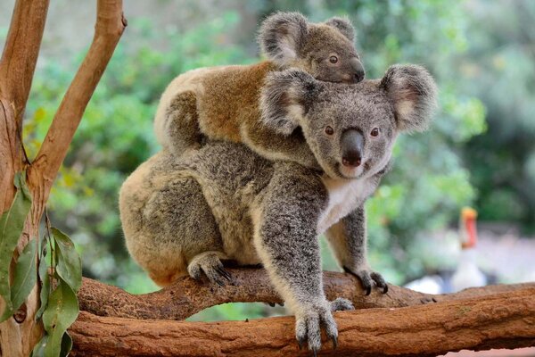 DIMEX | Vliesová fototapeta Koala s mládětem MS-5-0626 | 375 x 250 cm| zelená, hnědá, šedá