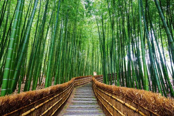 DIMEX | Vliesová fototapeta Cesta bambusovým lesem MS-5-0638 | 375 x 250 cm| zelená, žlutá, šedá