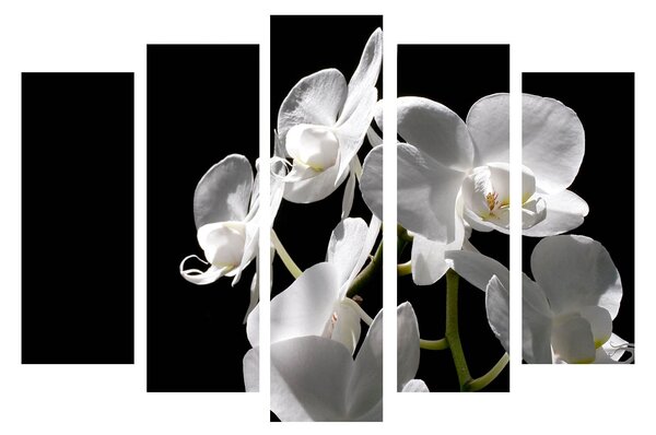 ASIR Sada nástěnných obrazů na plátně BÍLÁ ORCHIDEJ 105 cm