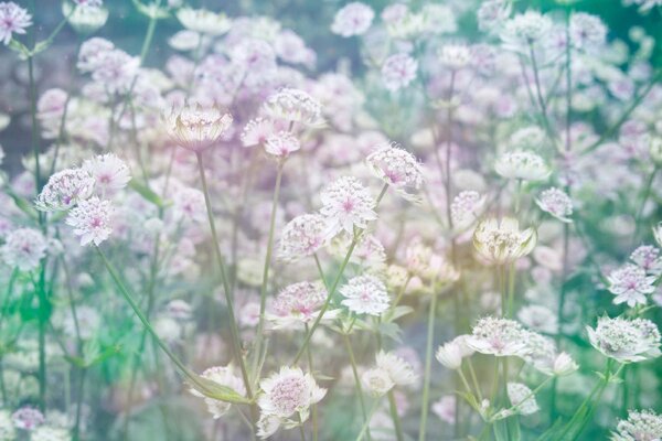 DIMEX | Vliesová fototapeta Louka květin MS-5-1323 | 375 x 250 cm| zelená, bílá, růžová