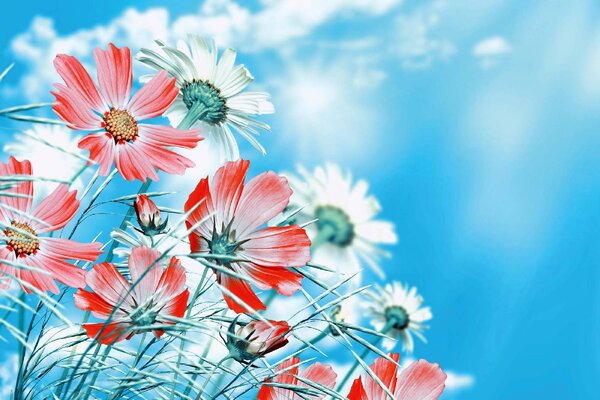 DIMEX | Vliesová fototapeta Letní květy MS-5-1342 | 375 x 250 cm| modrá, červená, bílá