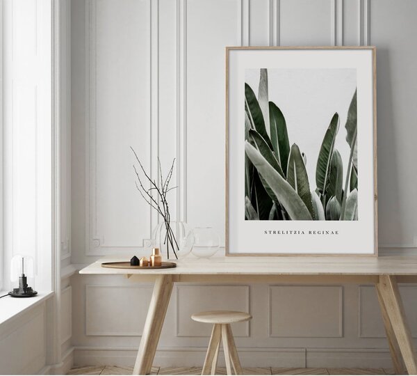 Obraz 50x70 cm Strelitzia – Styler