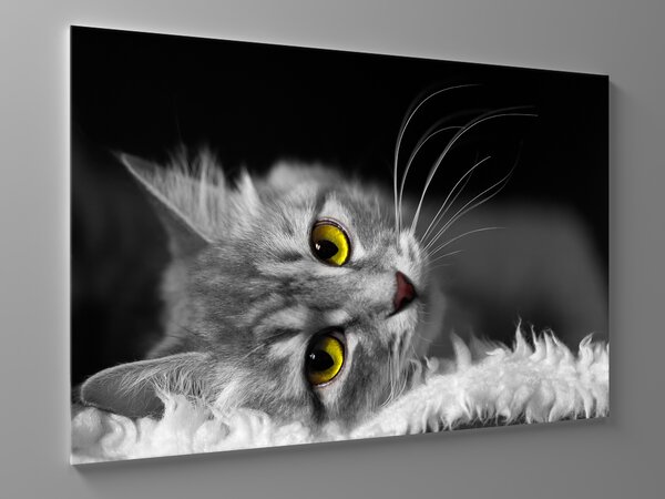 Liox Černobílý obraz kočka Rozměr: 100 x 65 cm