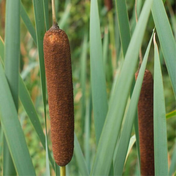 Il Fanale 285.01.ON Typha, závěsné svítidlo z mosazi a skla, 13W LED 2700K, prům. 9cm