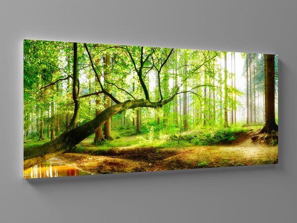 Liox Les v paprscích slunce Rozměr: 100 x 45 cm