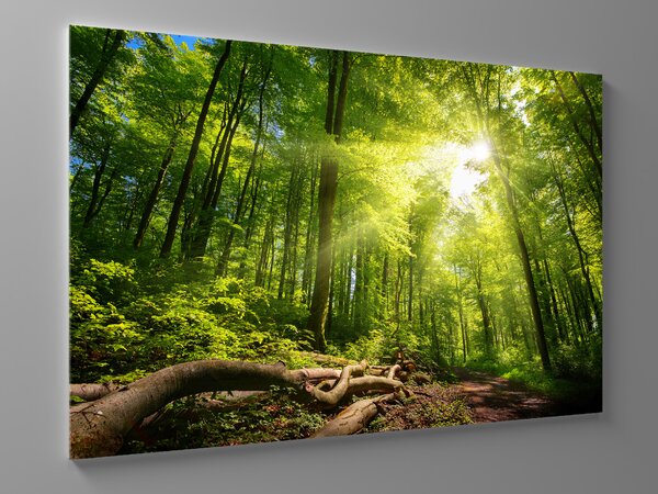 Liox Obraz kouzlo lesa Rozměr: 60 x 40 cm
