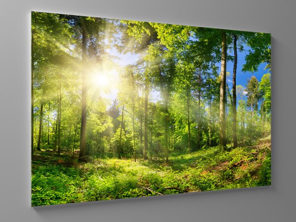 Liox Obraz prosluněný les Rozměr: 100 x 65 cm