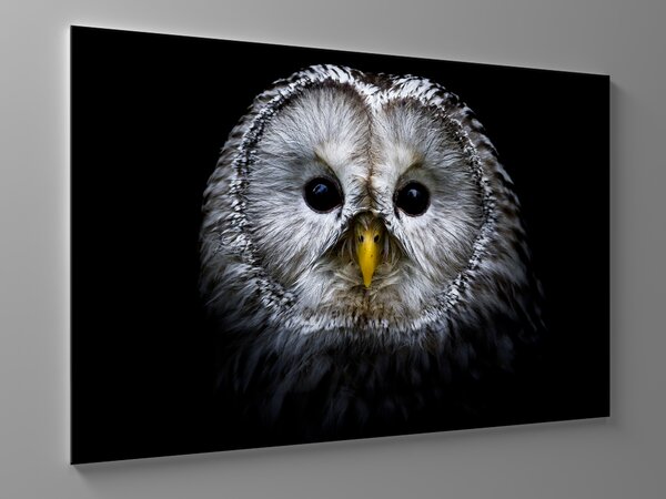 Liox Obraz sova na černém pozadí Rozměr: 60 x 40 cm