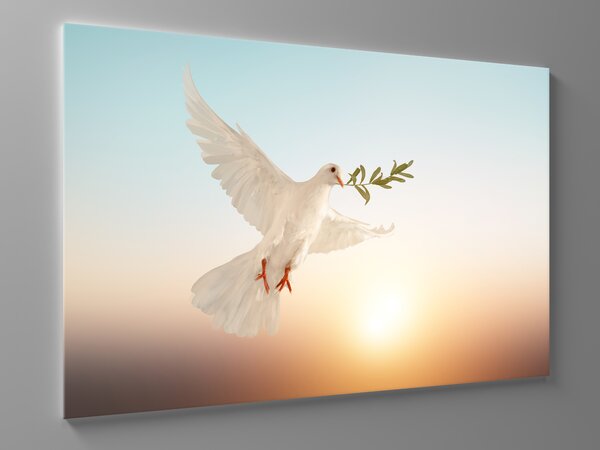 Liox Obraz bílá holubice Rozměr: 40 x 25 cm