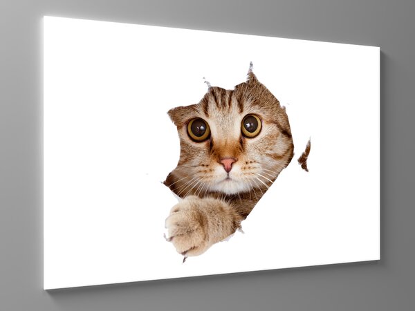Liox Obraz kočka vykukující z papíru Rozměr: 100 x 65 cm