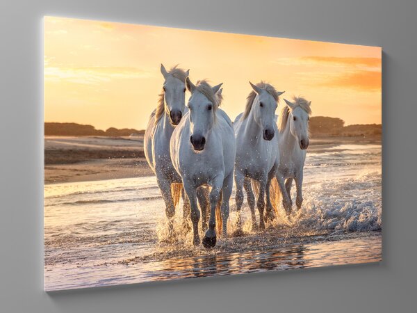Liox Obraz běžící koně Rozměr: 100 x 65 cm
