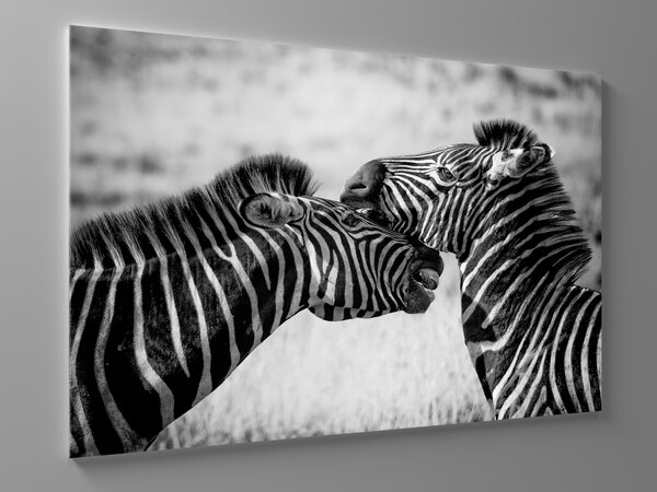 Liox Černobílý obraz zamilované zebry Rozměr: 120 x 80 cm