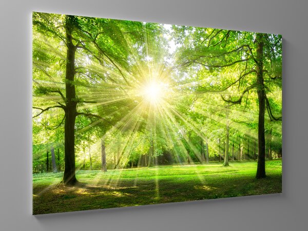 Liox Obraz zelený les v létě Rozměr: 100 x 65 cm