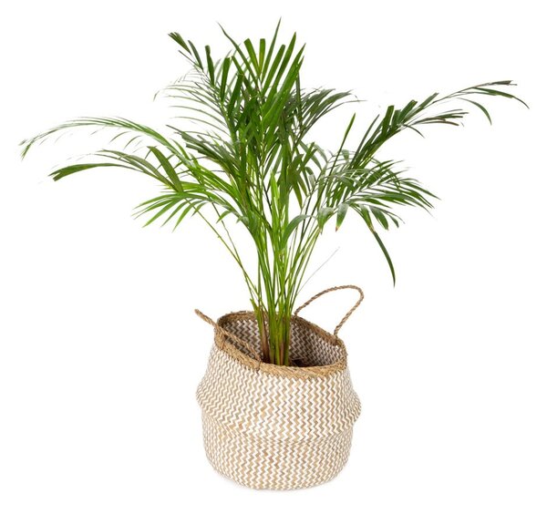 Světlý úložný košík z mořské trávy Compactor Zic Zac, ⌀ 35 cm