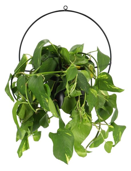 Černý nástěnný držák na květináč Esschert Design Planter