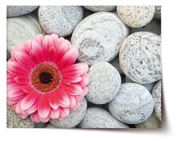 Sablio Plakát Gerbera na kamenech - 60x40 cm
