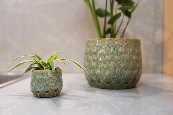 Ter Steege Obal Debby thyme D14 H12