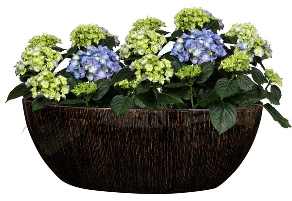 Ter Steege Obal široký Niene black gold D55x25 H20