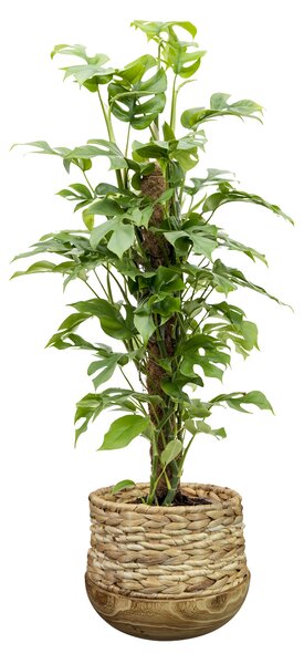 Ter Steege Sada 3 obalů Diede natural D38 H31