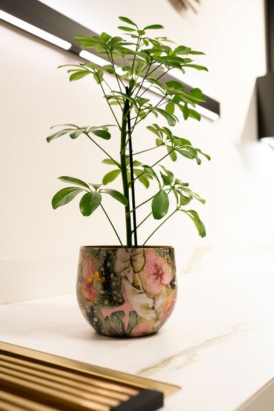 Ter Steege Sada 3 obalů Monstera mystery D21 H17