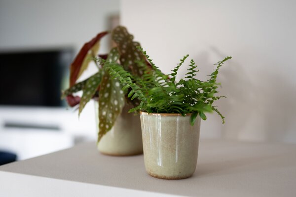 Ter Steege Obal Hedy thyme D11 H12