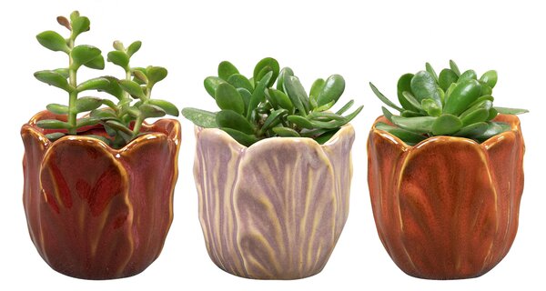 Ter Steege Obal Tulip colour D8 H8