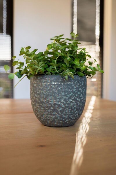 Ter Steege Obal Rinca shiny green D15 H13
