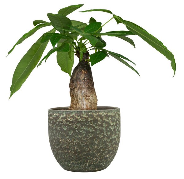 Ter Steege Obal Rinca shiny green D15 H13