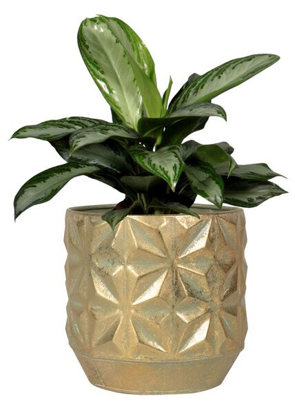 Ter Steege Sada 4 obalů Linske shiny gold D21 H19