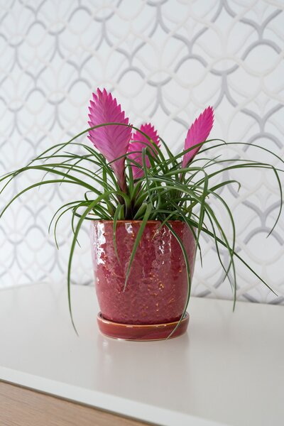 Ter Steege Obal+miska Vivi cherry D11 H12