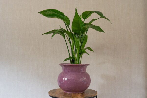 Ter Steege Obal Vivi mauve D24 H21