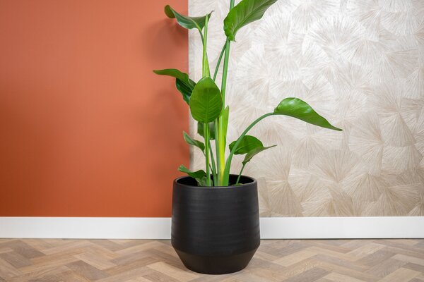 Ter Steege Obal Norell black D42 H38