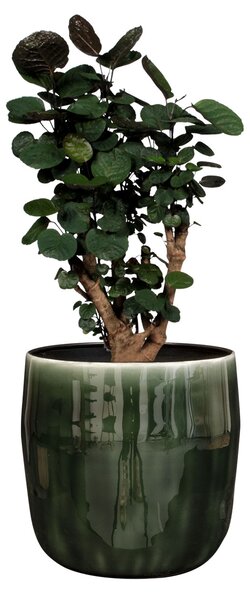 Ter Steege Obal Babet pine D14 H12