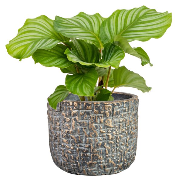 Ter Steege Obal Maxim shiny earth D14 H13