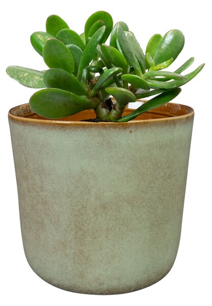 Ter Steege Obal Hedy thyme D11 H12
