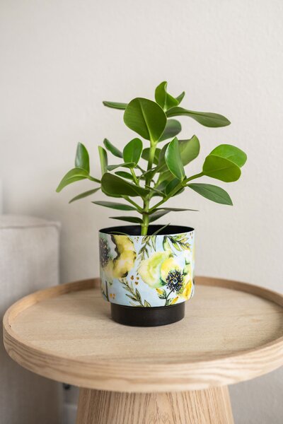 Ter Steege Sada 5 obalů Camelia aquarel D22 H20