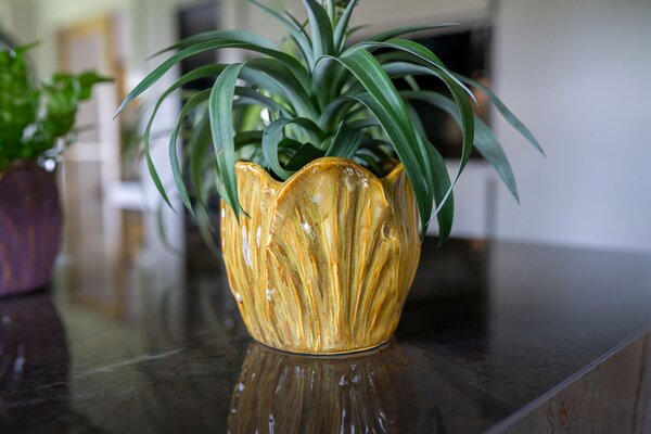 Ter Steege Obal Tulip D8 H8