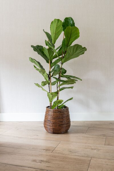 Ter Steege Sada 3 obalů Bob willow brown D41 H35