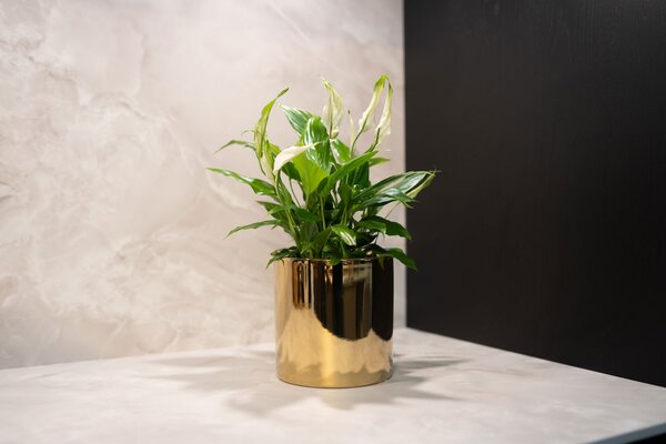 Ter Steege Obal Jille gold D11 H11
