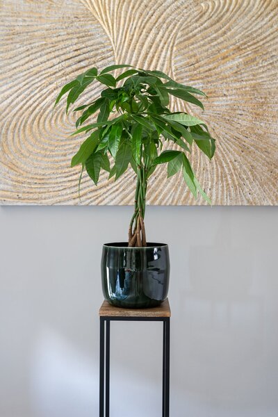 Ter Steege Obal Babet pine D21 H18
