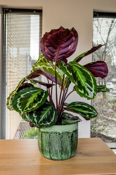 Ter Steege Obal Moon jungle D19 H16