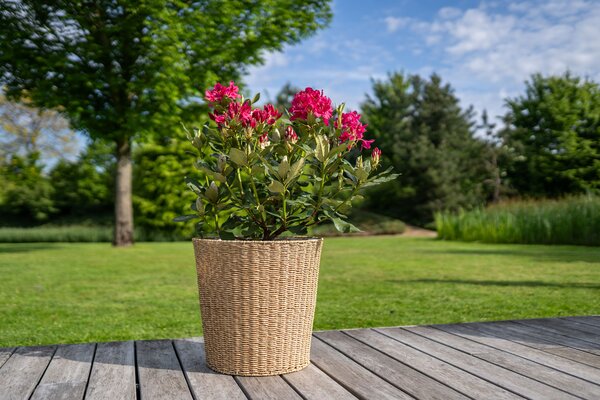 Ter Steege Obal Zora natural D40 H38