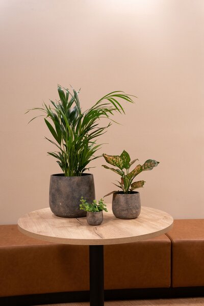 Ter Steege Obal Jules earth D23 H20