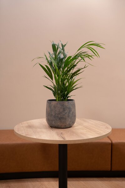 Ter Steege Obal Jules earth D21 H17