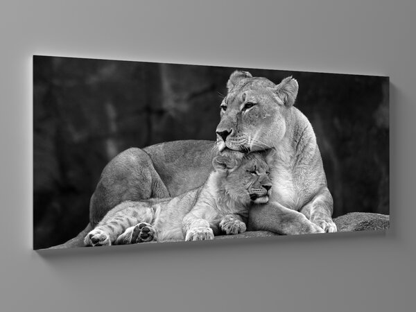 Liox XXL Obraz černobílá lev a lvice Rozměr: 200 x 100 cm